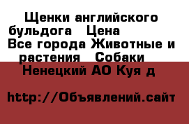 Щенки английского бульдога › Цена ­ 40 000 - Все города Животные и растения » Собаки   . Ненецкий АО,Куя д.